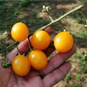 Pomodoro Ciliegino Giallo Biologico