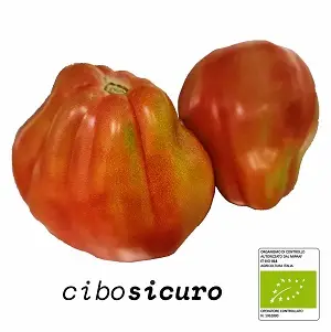 pomodori cuore di bue bio biologici